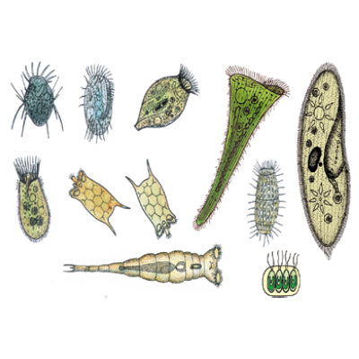 The Microscopic Life in the Water, Part II - French