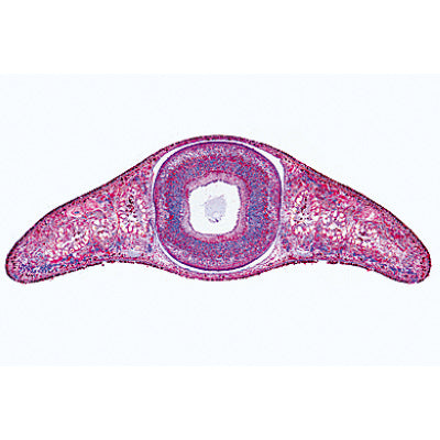 The Microscopic Life in the Water, Part II - French