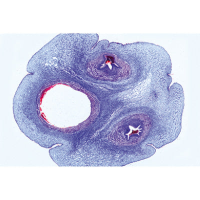 The Microscopic Life in the Water, Part II - Portuguese Slides