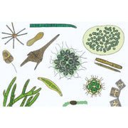 The Microscopic Life in the Water, Part II - Spanish