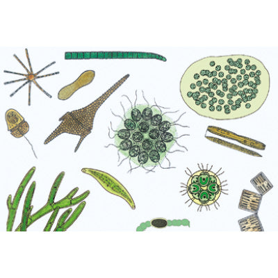 The Microscopic Life in the Water, Part II - Spanish