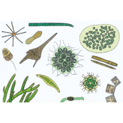 The Microscopic Life in the Water, Part II - German Slides