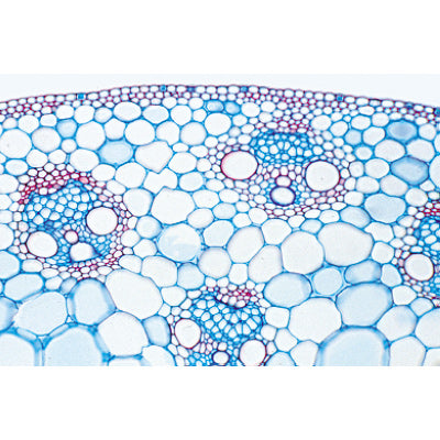Series I. Cells, Tissues and Organs - English Slides