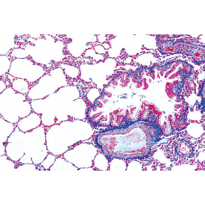 Series I. Cells, Tissues and Organs - English Slides