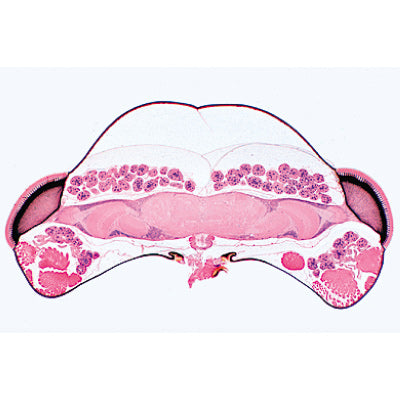 Series III. Organs of Sense - English Slides