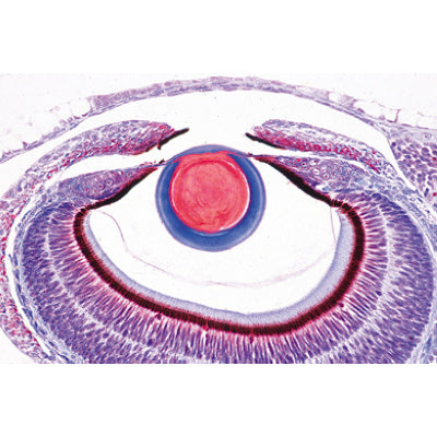 Series III. Organs of Sense - English Slides
