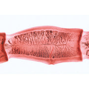 Series V. Genetics, Reproduction and Embryology - English Slides