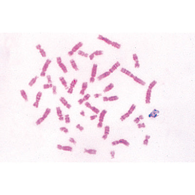 Series V. Genetics, Reproduction and Embryology - English Slides
