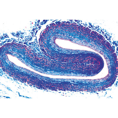 Histology of Vertebrata Excluding Mammalia - English Slides