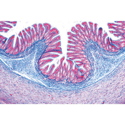Histology of Vertebrata Excluding Mammalia - English Slides