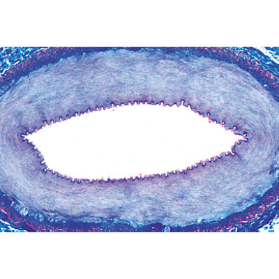 Histology of Vertebrata Excluding Mammalia - English Slides