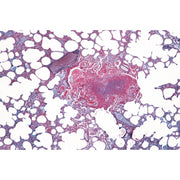 Histology of Mammalia, Elementary Set - English Slides