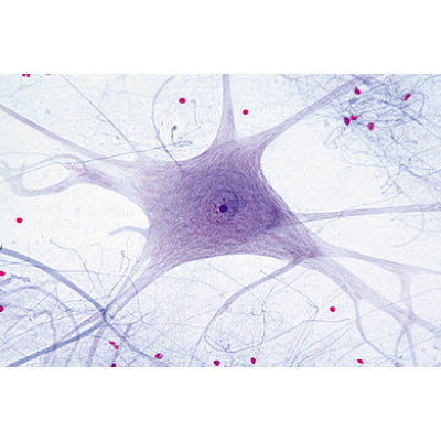 Histology of Mammalia, Elementary Set - English Slides