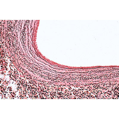 Histology of Mammalia, Elementary Set - English Slides