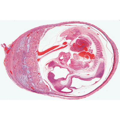 Histology of Mammalia, Supplementary Set - English Slides