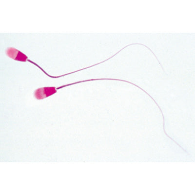 Histology of Mammalia, Supplementary Set - English Slides