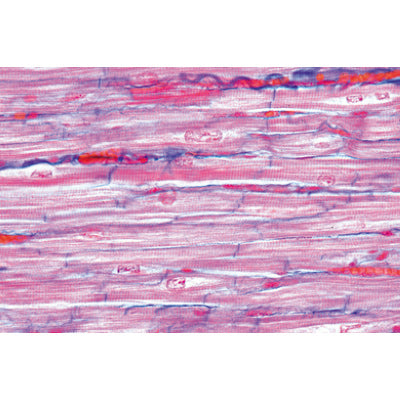 Normal Human Histology, Basic Set - English Slides