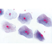 Normal Human Histology, Large Set, Part I. - English Slides