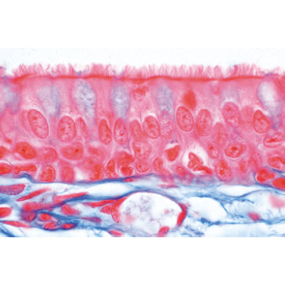 Normal Human Histology, Large Set, Part I. - English Slides