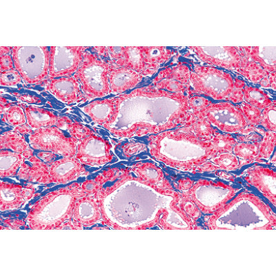 Normal Human Histology, Large Set, Part I. - English Slides