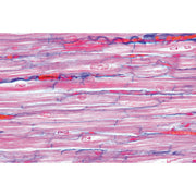 Respiratory and Circulatory System - English Slides