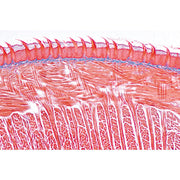 Digestive System - English Slides