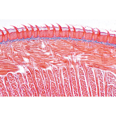 Digestive System - English Slides