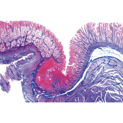 Digestive System - English Slides
