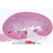Urinary System - English Slides