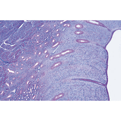 Genital System - English Slides