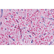 Endocrine System - English Slides