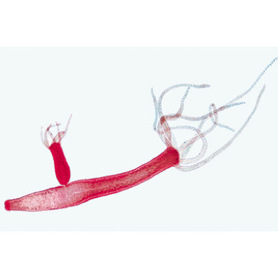 Invertebrata, Elementary Set - English Slides