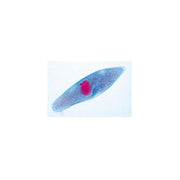 The Paramaecium (Caudatum) - English Slides