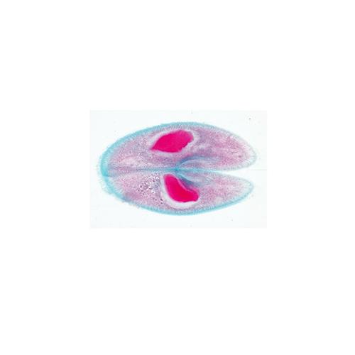 The Paramaecium (Caudatum) - English Slides