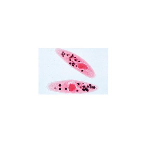 The Paramaecium (Caudatum) - English Slides