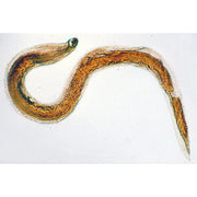 General Parasitology - English Slides