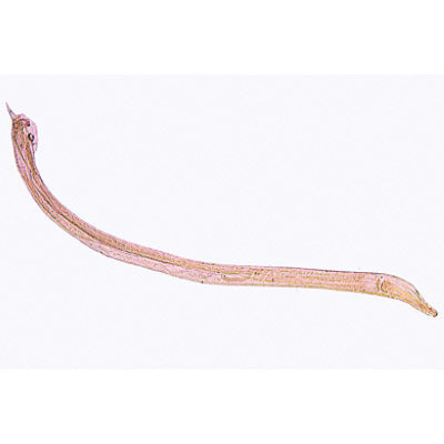 General Parasitology - English Slides