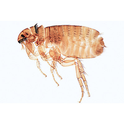 General Parasitology - English Slides