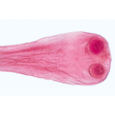 General Parasitology - English Slides
