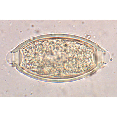 General Parasitology - English Slides