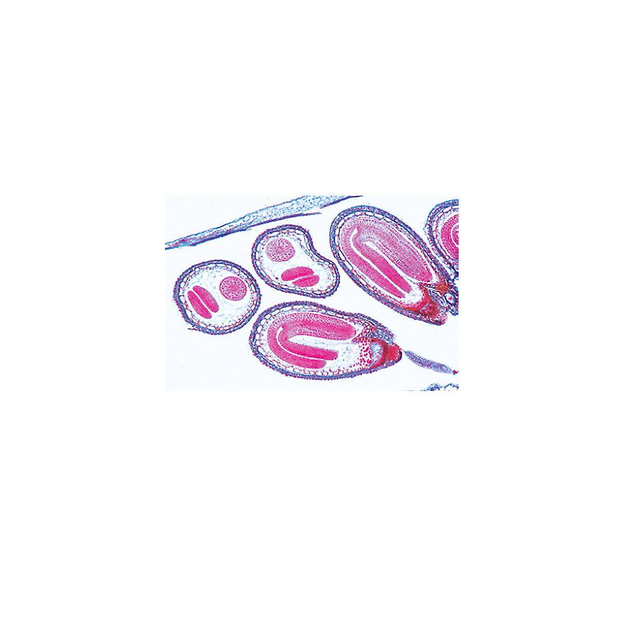 Phanerogamae, Supplementary Set - English Slides