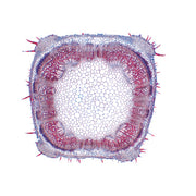 Arrangement and Types of Vascular Bundles - English Slides