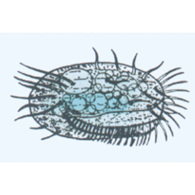 The Microscopic Life in the Water, Part I - English Slides