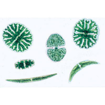 The Microscopic Life in the Water, Part I - English Slides