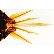 The Honey Bee (Apis mellifera) - English Slides