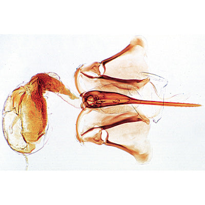 The Honey Bee (Apis mellifera) - English Slides