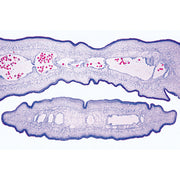 General Parasitology, Short Set - English Slides