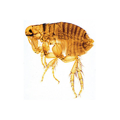 General Parasitology, Short Set - English Slides