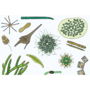 The Microscopic Life in the Water, Part II - English Slides