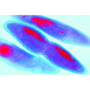 Mitosis and Meiosis Set II